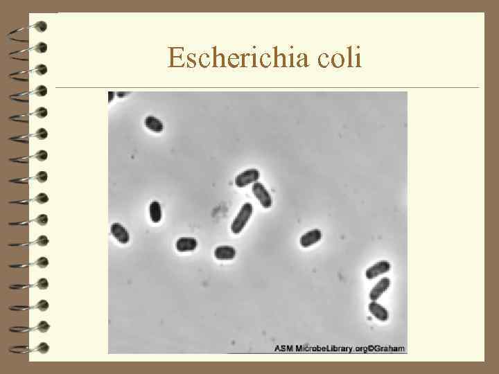 Escherichia coli 