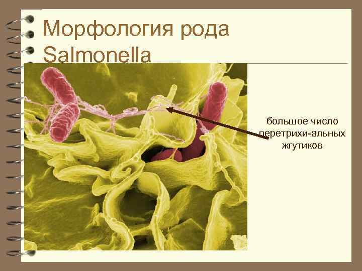Морфология рода Salmonella большое число перетрихи-альных жгутиков 