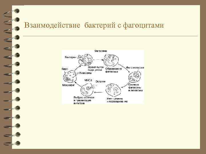 Взаимодействие бактерий с фагоцитами 