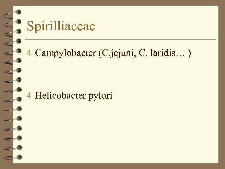 Spirilliaceae 4 Campylobacter (С. jejuni, C. laridis… ) 4 Helicobacter pylori 
