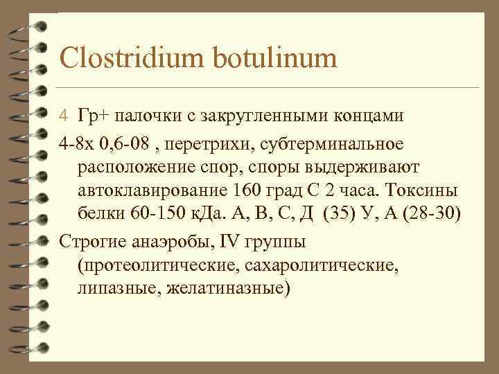 Clostridium botulinum 4 Гр+ палочки с закругленными концами 4 -8 х 0, 6 -08