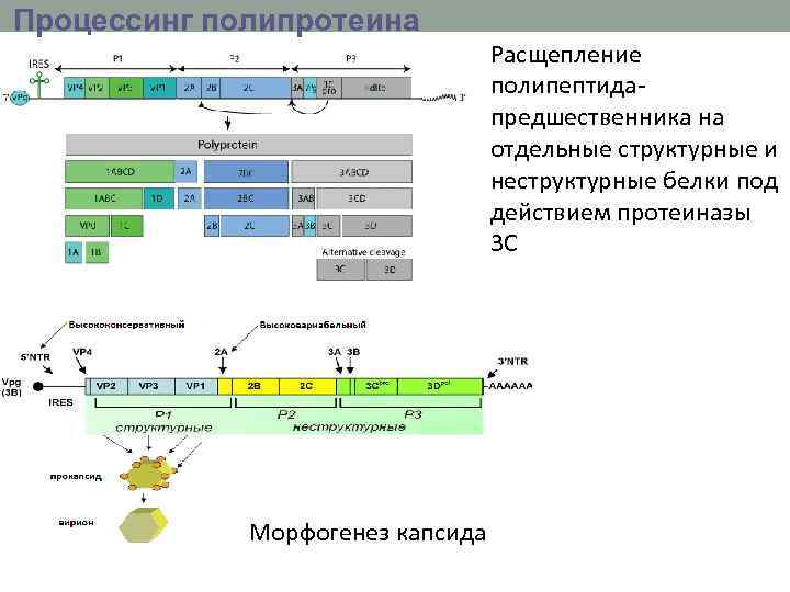 Процессинг полипротеина Расщепление полипептида предшественника на отдельные структурные и неструктурные белки под действием протеиназы