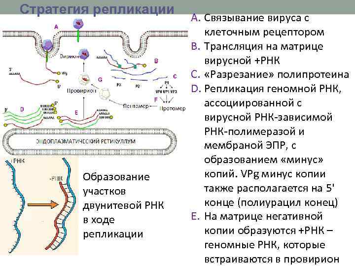 Стратегия репликации PS Образование участков двунитевой РНК в ходе репликации A. Связывание вируса с