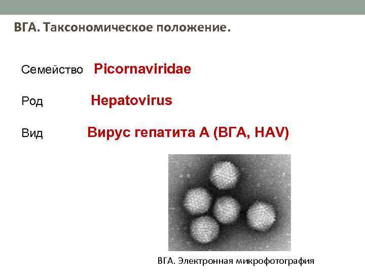 ВГА. Таксономическое положение. Семейство Picornaviridae Род Hepatovirus Вид Вирус гепатита А (ВГА, HAV) ВГА.