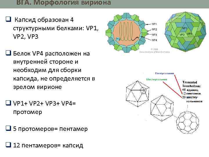 ВГА. Морфология вириона ВГА. Морфологиявириона q Капсид образован 4 структурными белками: VP 1, VP