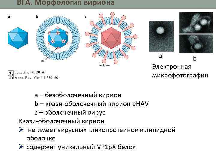 ВГА. Морфология вириона a b Электронная микрофотография a – безоболочечный вирион b – квази