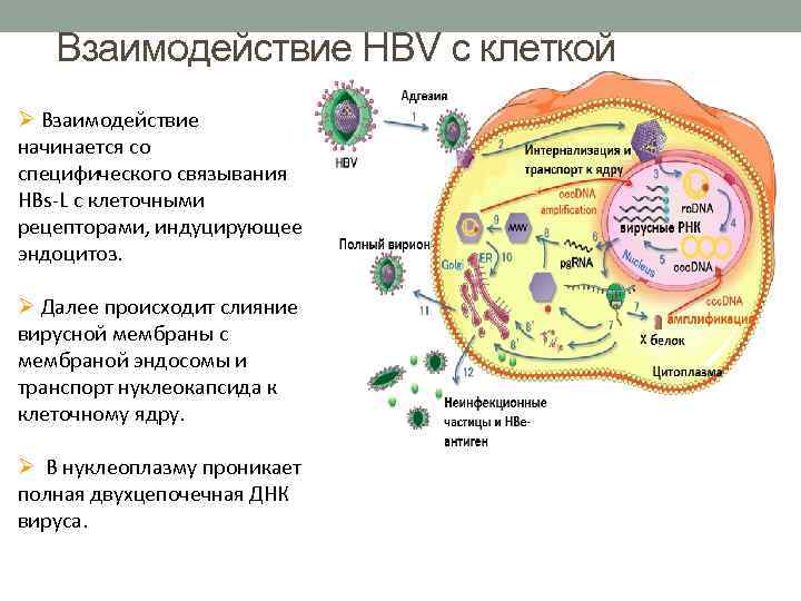 Взаимодействие HBV с клеткой Взаимодействие начинается со специфического связывания HBs-L с клеточными рецепторами, индуцирующее
