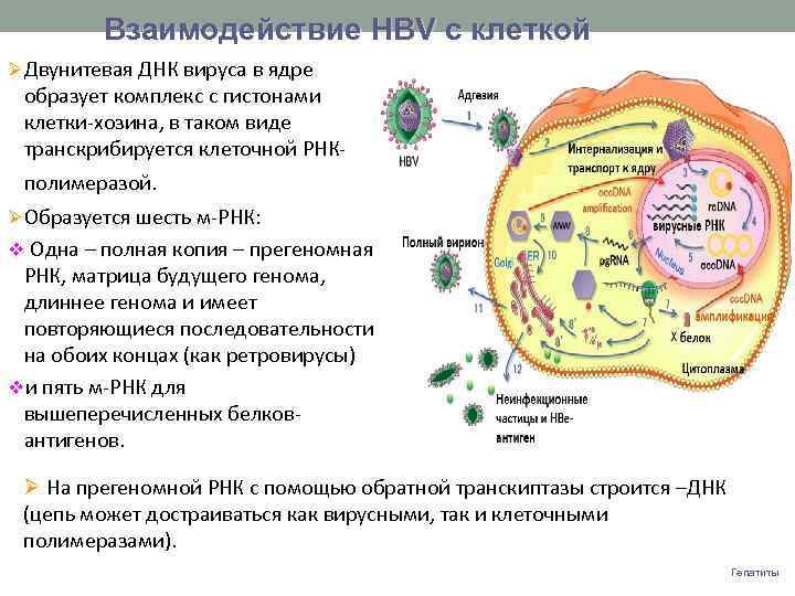 Взаимодействие НВV с клеткой Двунитевая ДНК вируса в ядре образует комплекс с гистонами клетки-хозина,