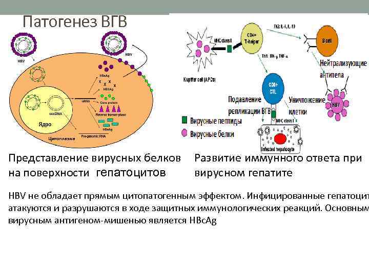 Патогенез ВГВ Представление вирусных белков Развитие иммунного ответа при вирусном гепатите на поверхности гепатоцитов