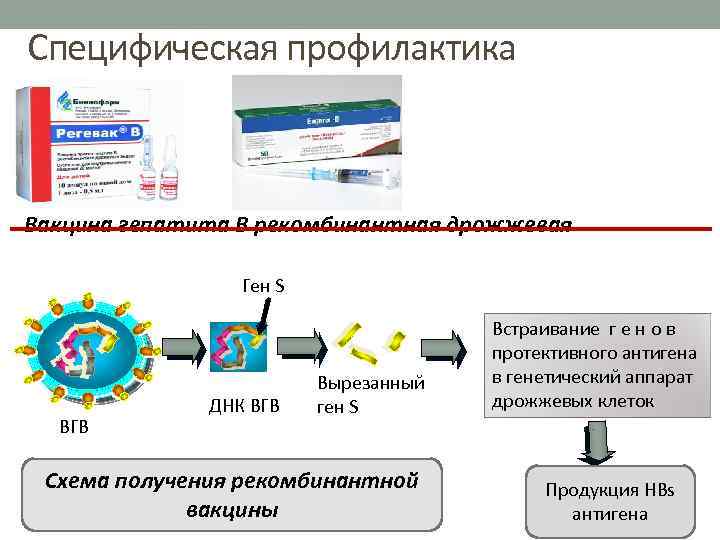 Специфическая профилактика Вакцина гепатита В рекомбинантная дрожжевая Ген S ВГВ ДНК ВГВ Вырезанный ген