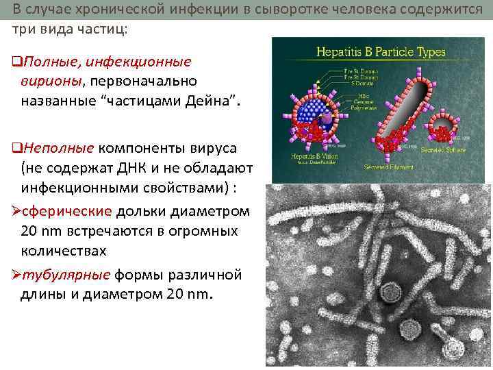 В случае хронической инфекции в сыворотке человека содержится три вида частиц: Типы вирусных частиц