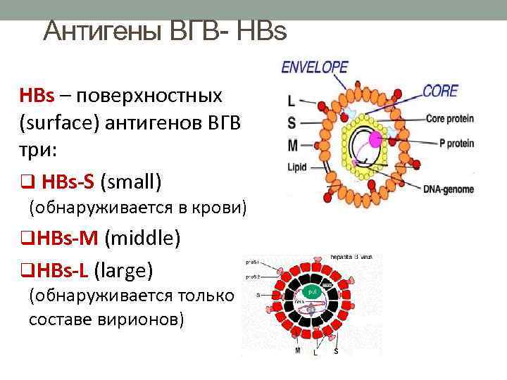 Антигены ВГВ- HBs – поверхностных (surface) антигенов ВГВ три: q HBs-S (small) (обнаруживается в