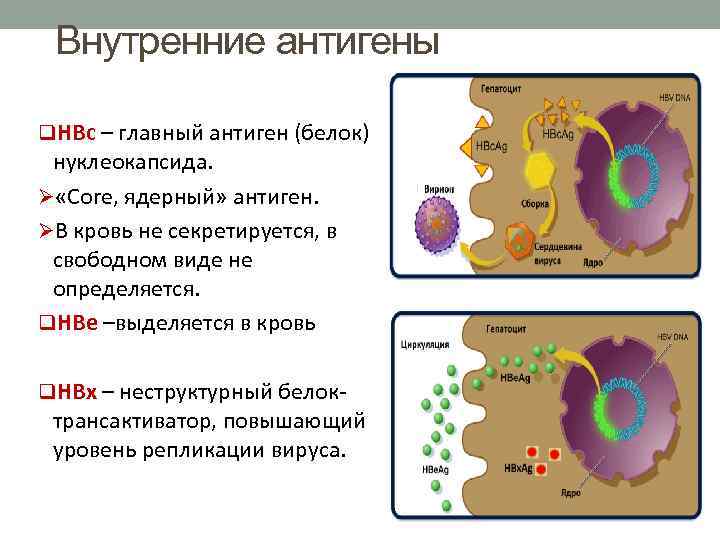 Внутренние антигены q. HBc – главный антиген (белок) нуклеокапсида. «Core, ядерный» антиген. В кровь