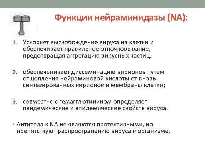Функции нейраминидазы (NA): 1. Ускоряет высвобождение вируса из клетки и обеспечивает правильное отпочковывание, предотвращая