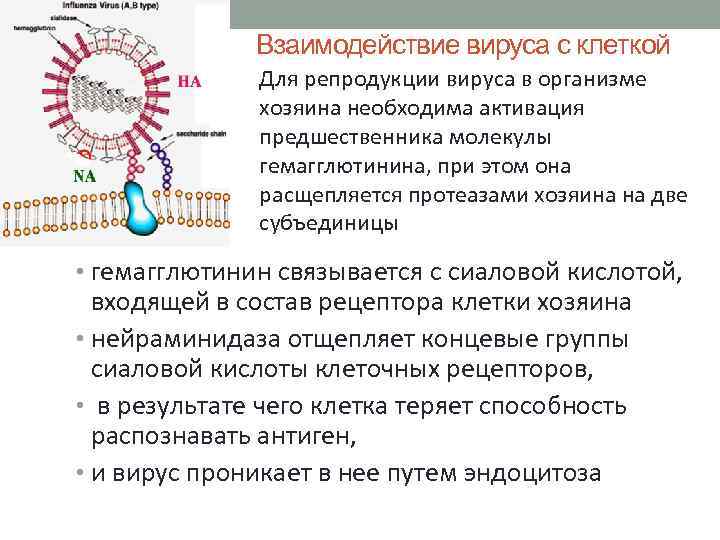 Взаимодействие вируса с клеткой Для репродукции вируса в организме хозяина необходима активация предшественника молекулы