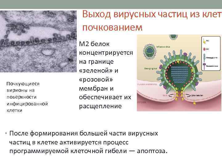 Выход вирусных частиц из клетк почкованием Почкующиеся вирионы на поверхности инфицированной клетки М 2