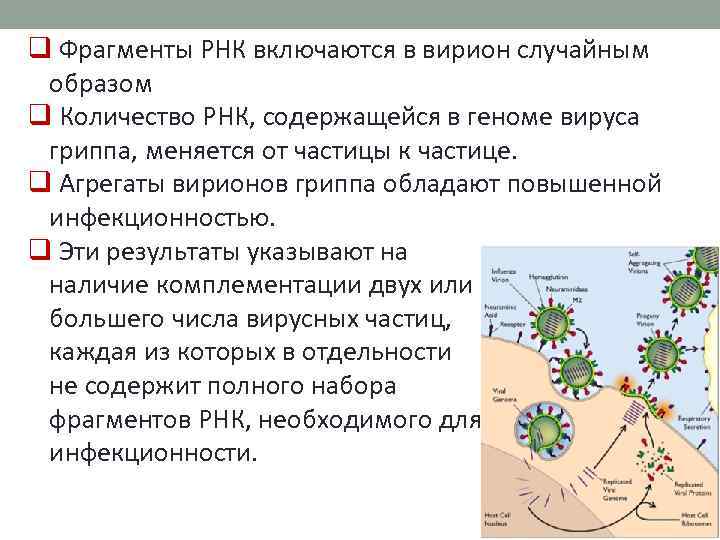 q Фрагменты РНК включаются в вирион случайным образом q Количество РНК, содержащейся в геноме