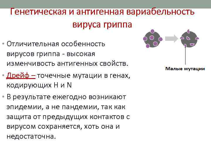 Генетическая и антигенная вариабельность вируса гриппа • Отличительная особенность вирусов гриппа - высокая изменчивость