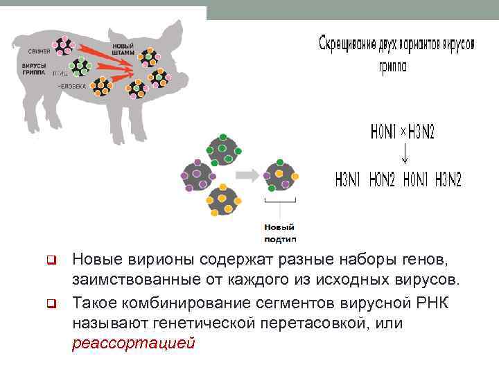 q q Новые вирионы содержат разные наборы генов, заимствованные от каждого из исходных вирусов.