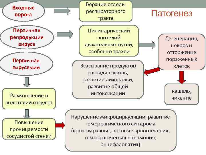 Входные ворота Первичная репродукция вируса Первичная вирусемия Размножение в эндотелии сосудов Повышение проницаемости сосудистой