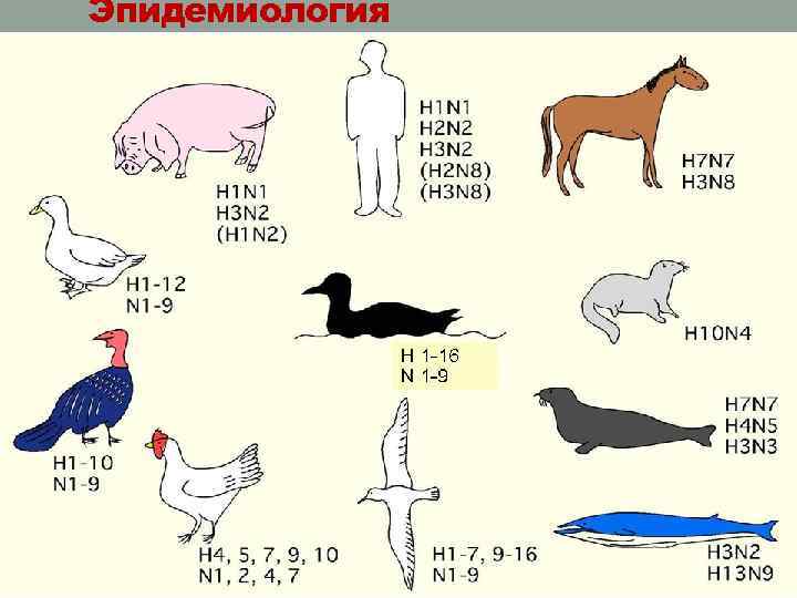 Эпидемиология 