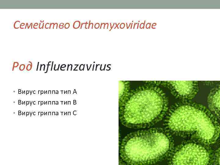 Семейство Orthomyxoviridae Род Influenzavirus • Вирус гриппа тип А • Вирус гриппа тип В