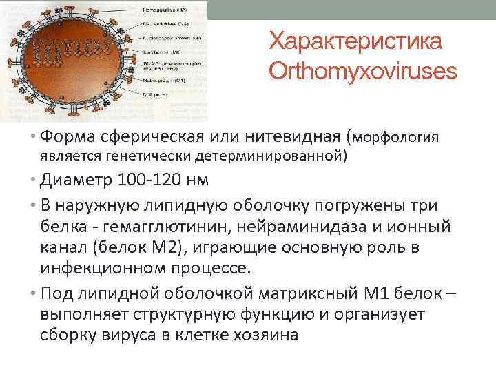 Характеристика Orthomyxoviruses • Форма сферическая или нитевидная (морфология является генетически детерминированной) • Диаметр 100