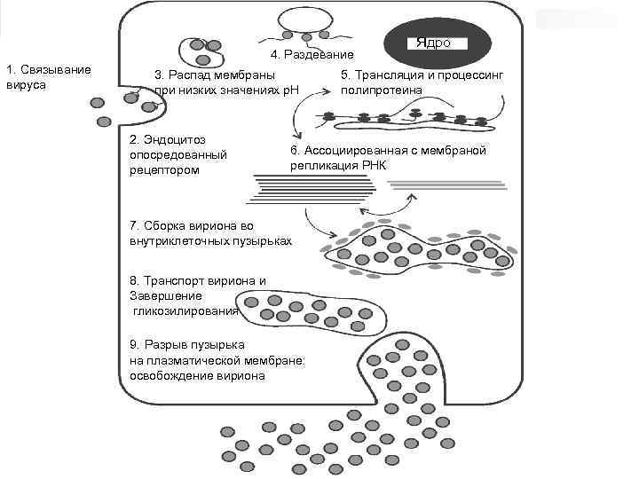 4. Раздевание 1. Связывание вируса 3. Распад мембраны при низких значениях р. Н 2.