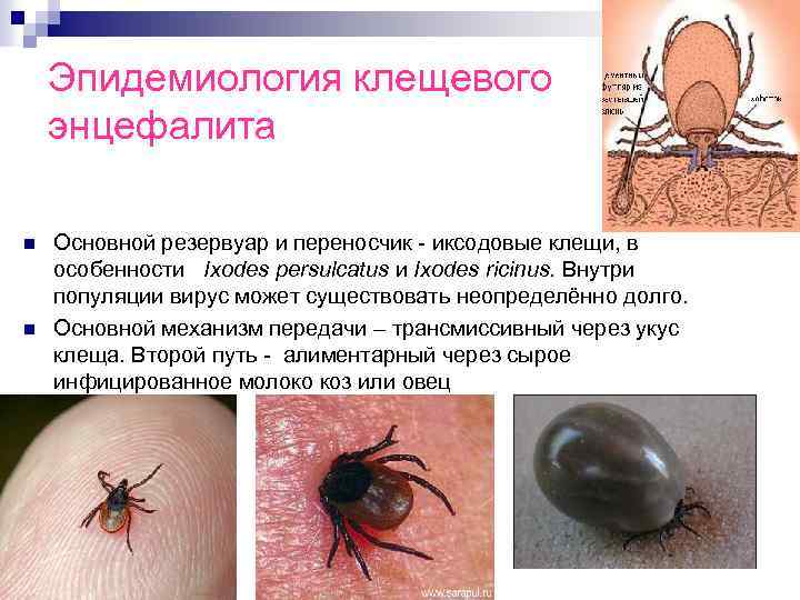 Эпидемиология клещевого энцефалита n n Основной резервуар и переносчик - иксодовые клещи, в особенности