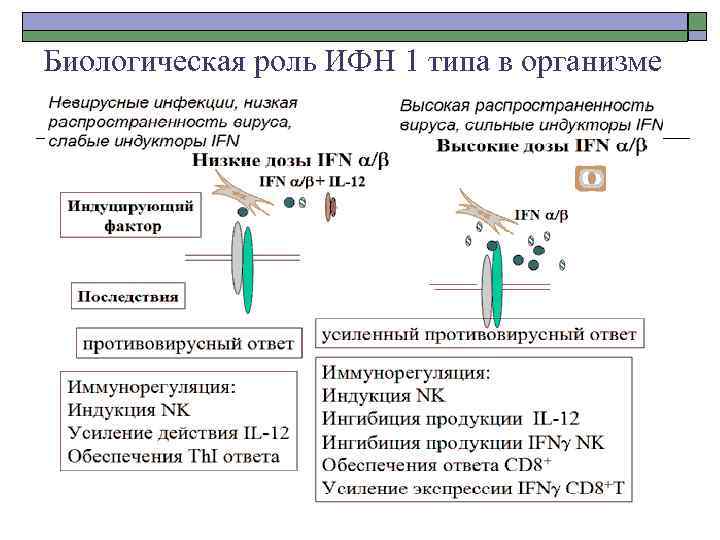 Биологическая роль ИФН 1 типа в организме 