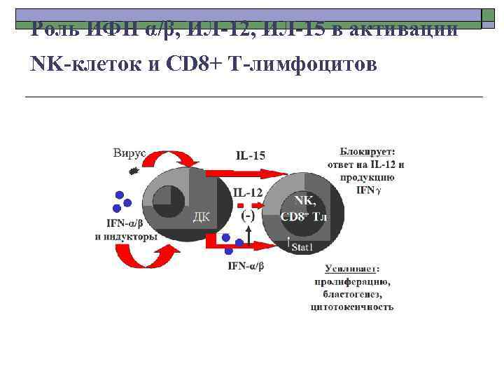 Роль ИФН α/β, ИЛ-12, ИЛ-15 в активации NK-клеток и CD 8+ T-лимфоцитов 
