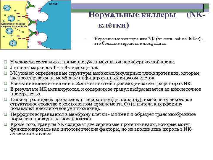 Нормальные киллеры клетки) o (NK- Нормальные киллеры или NK (от англ. natural killer) -