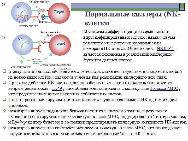 Нормальные киллеры (NKклетки o Механизм дифференциации нормальных и вирусинфицированных клеток связан с двумя рецепторами,