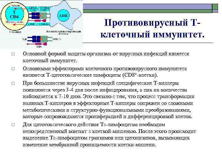 Противовирусный Тклеточный иммунитет. o o Основной формой защиты организма от вирусных инфекций является клеточный