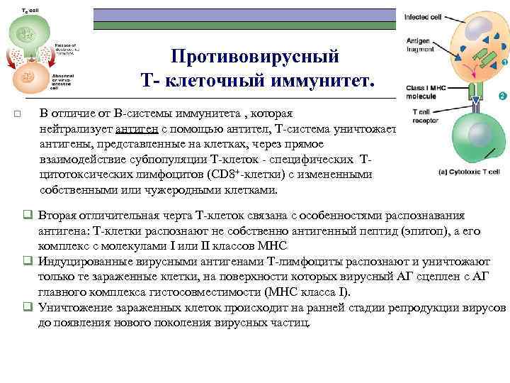 Противовирусный Т- клеточный иммунитет. o В отличие от В-системы иммунитета , которая нейтрализует антиген