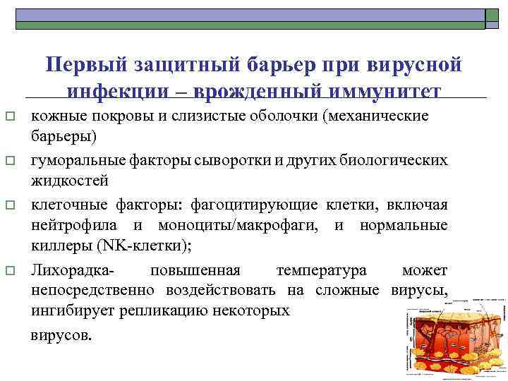 Первый защитный барьер при вирусной инфекции – врожденный иммунитет кожные покровы и слизистые оболочки