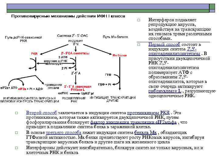 o o Интерферон подавляет репродукцию вирусов, воздействуя на транскрипцию их геномов тремя различными способами.