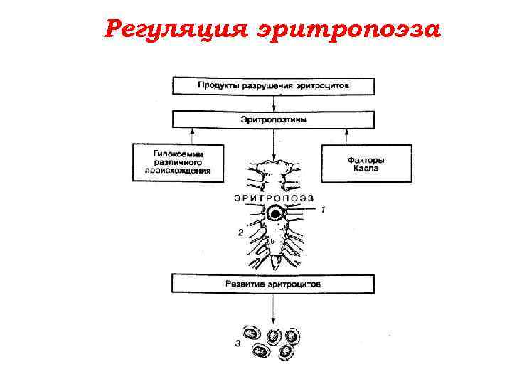 Регуляция эритропоэза 