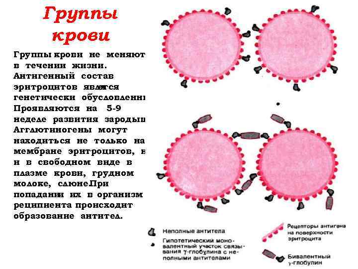 Группы крови не меняются в течении жизни. Антигенный состав эритроцитов явля ется генетически обусловленным.