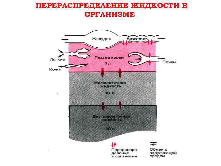 ПЕРЕРАСПРЕДЕЛЕНИЕ ЖИДКОСТИ В ОРГАНИЗМЕ 