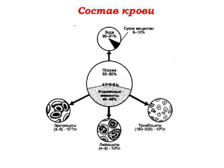Состав крови 