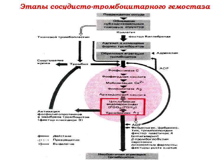 Этапы сосудисто-тромбоцитарного гемостаза 
