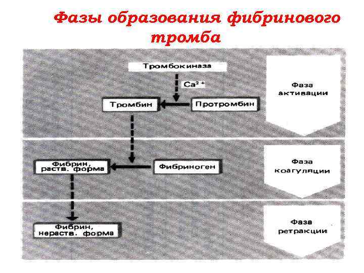 Фазы образования фибринового тромба 
