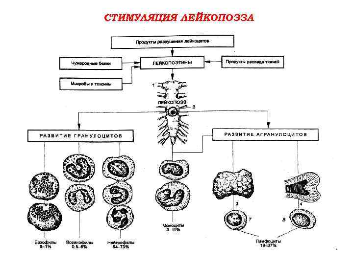 СТИМУЛЯЦИЯ ЛЕЙКОПОЭЗА 