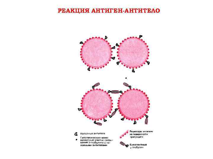РЕАКЦИЯ АНТИГЕН-АНТИТЕЛО 