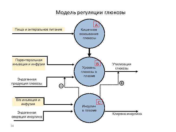 Модель регуляции глюкозы A Пища и энтеральное питание Парентеральная инъекция и инфузия Эндогенная продукция