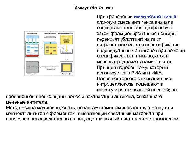 Иммуноблоттинг При проведении иммуноблоттинга сложную смесь антигенов вначале подвергают гель-электрофорезу, а затем фракционированные пептиды