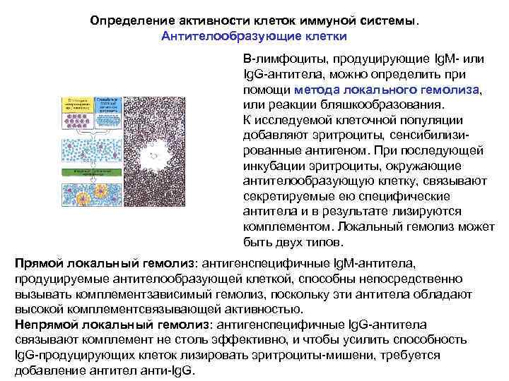 Определение активности клеток иммуной системы. Антителообразующие клетки В-лимфоциты, продуцирующие Ig. M- или Ig. G-антитела,