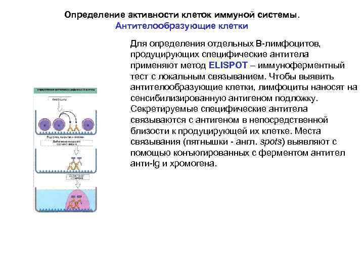 Реакция двойной иммунодиффузии по оухтерлони картинки