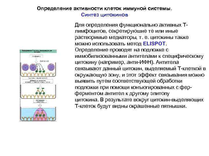 Определение активности клеток иммуной системы. Синтез цитокинов Для определения функционально активных Тлимфоцитов, секретируюшие те